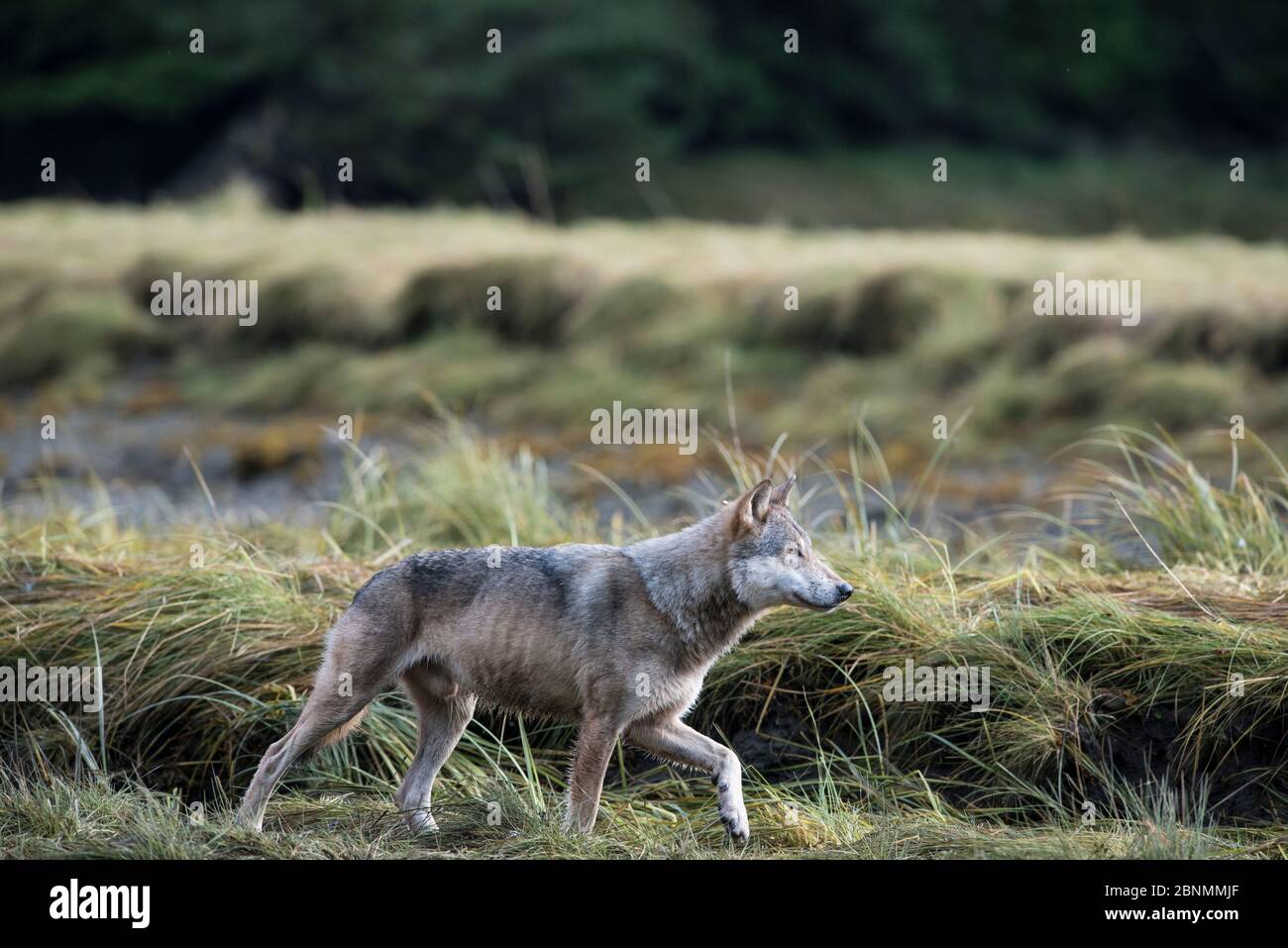 Coastal grey wolf (Canis lupus) genetically distinct from other Grey wolves, Sacred Sites of the Gitga'at Nation, Great Bear Rainforest, British Colum Stock Photo