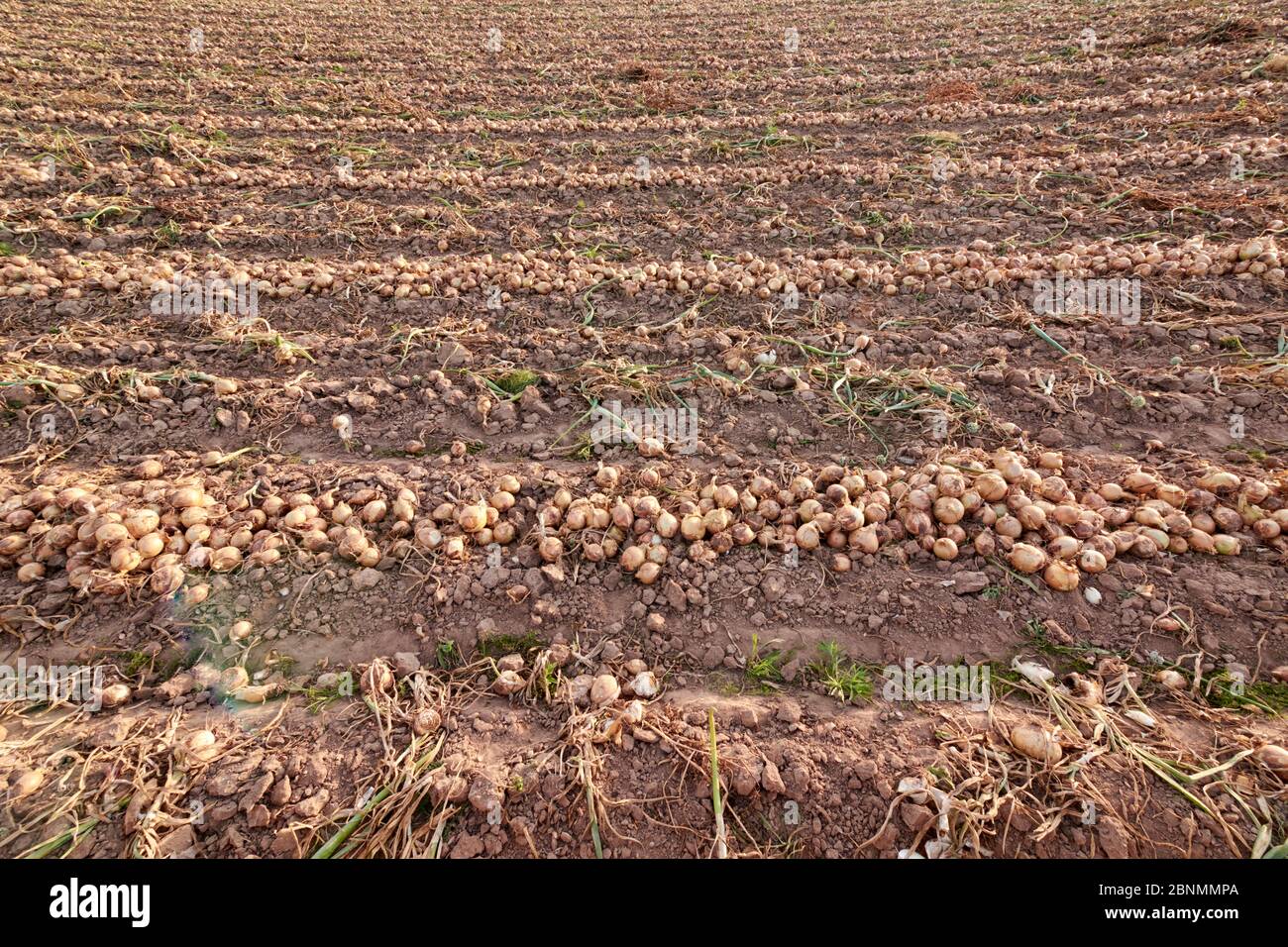 Onion field prepared for picking, organic farming, harvesting, hard