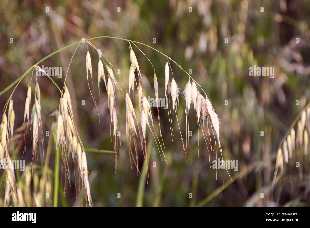 Oat plants in a green field, cereal close-up, macro Stock Photo