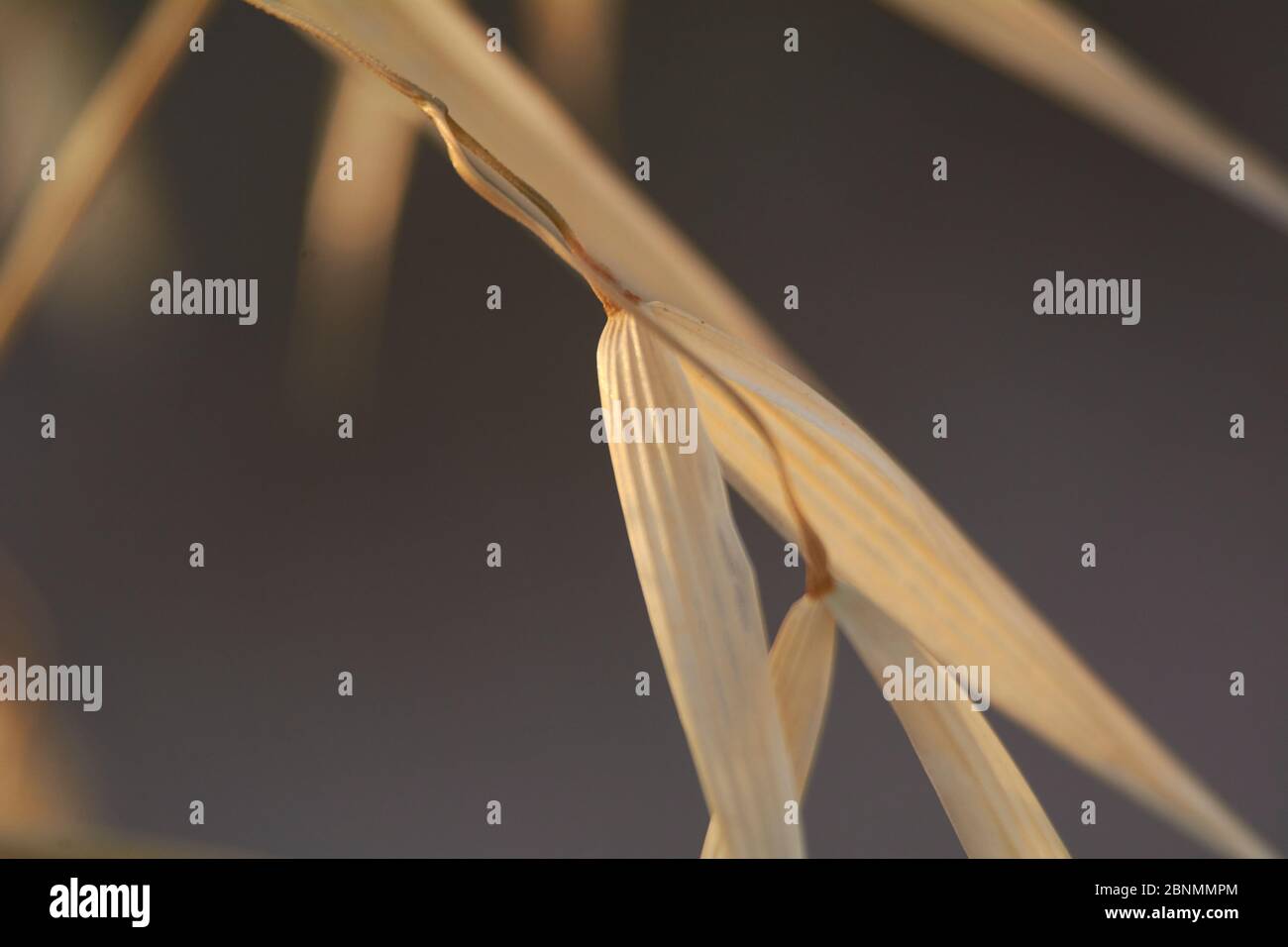 Oat plants in a green field, cereal close-up, macro Stock Photo