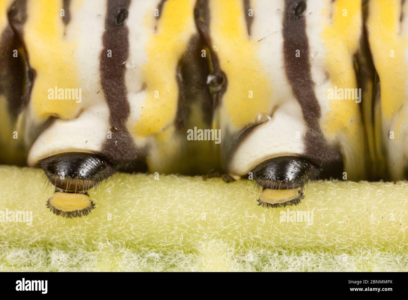Monarch butterfly caterpillar (Danaus plexippus) close up of proleg and pseudopod, Philadelphia, USA August Stock Photo