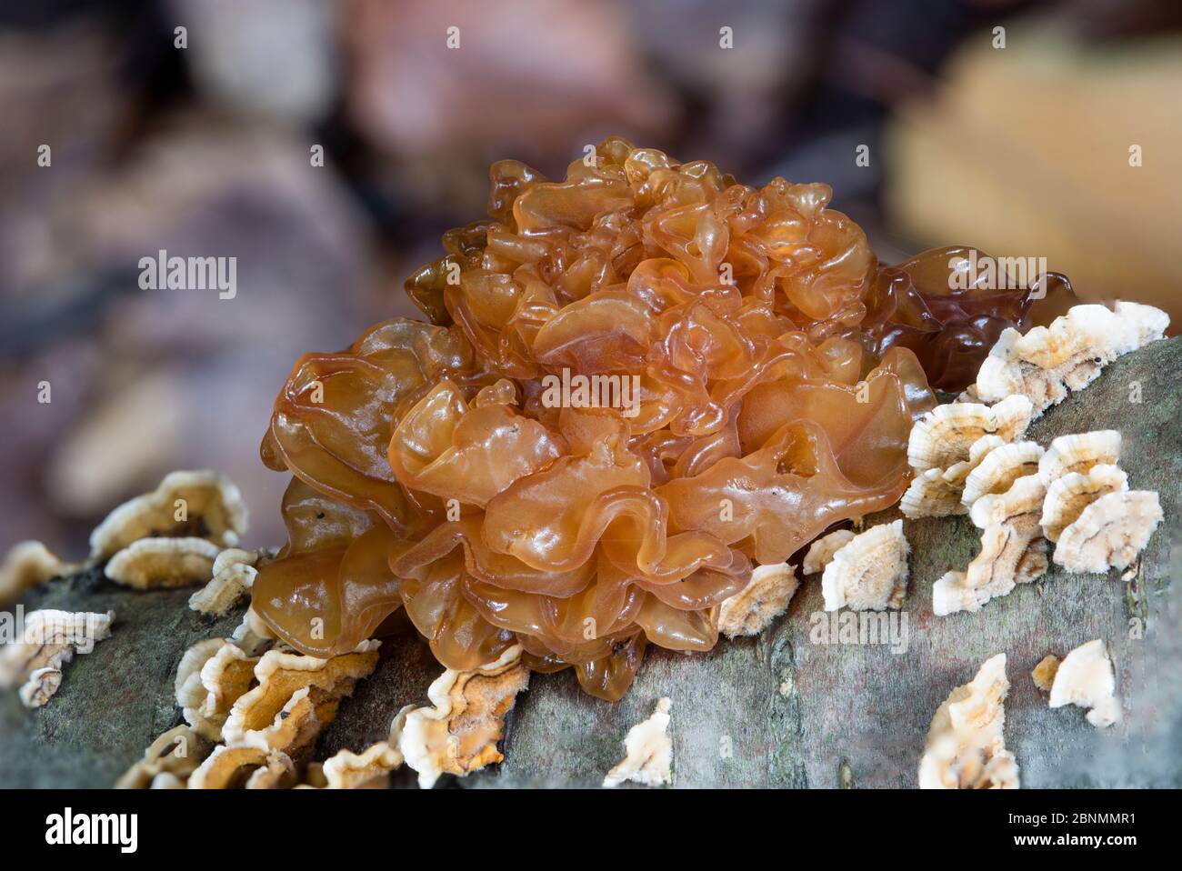 Leafy Brain / Brown witches butter (Tremella foliacea) on branch, Fort Washington State Park, Pennsylvania, USA Stock Photo