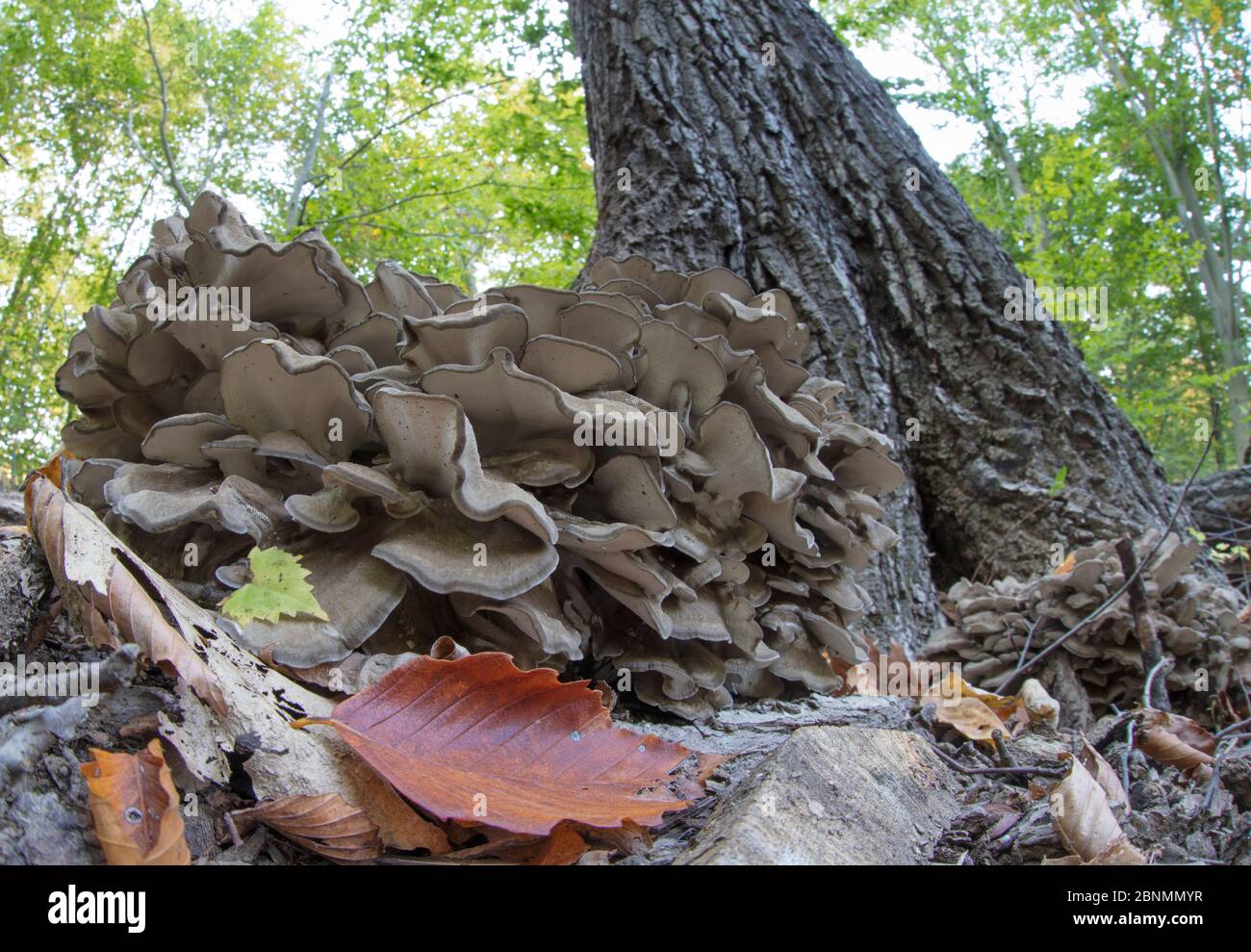 hen of the woods high resolution stock photography and images alamy https www alamy com hen of the woods fungus grifola frondosa morris arboretum philadelphia usa october image357570635 html