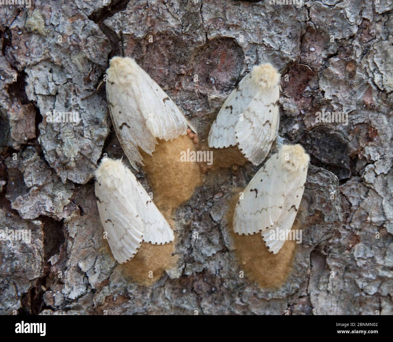 Gypsy moths (Lymantria dispar) females and eggs on tree trunk, Delaware Water Gap, New Jersey, USA July Stock Photo