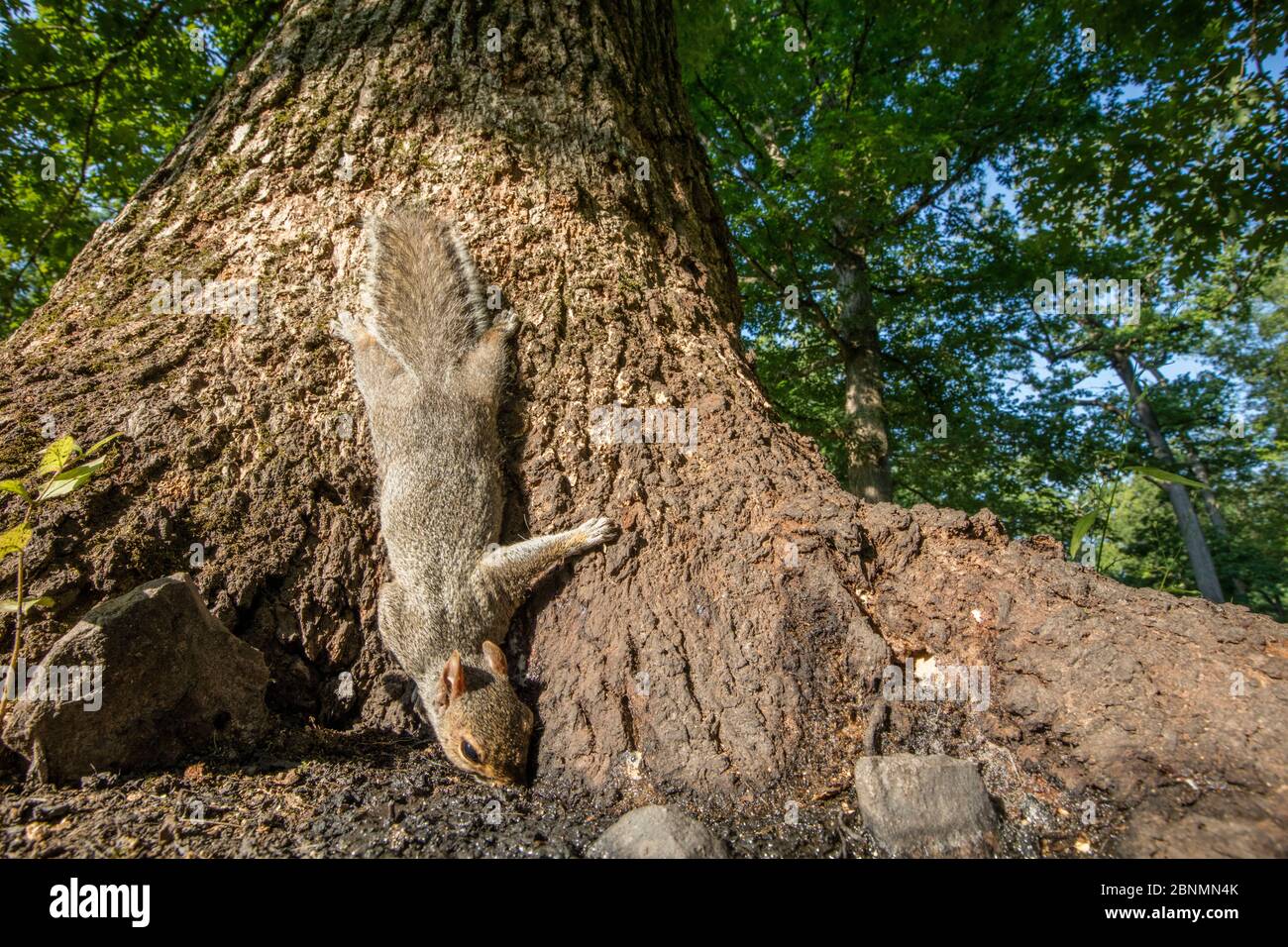 Eastern grey squirrel (Sciurus carolinensis) on White oak (Quercus sp) eating fermented sap (alcohol flux), Fort Washington State Park, Pennsylvania, Stock Photo