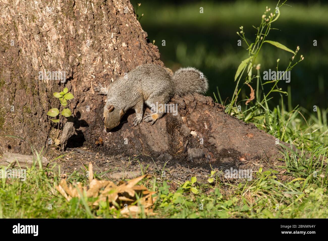 Eastern grey squirrel (Sciurus carolinensis) on White oak (Quercus sp) eating fermented sap (alcohol flux), Fort Washington State Park, Pennsylvania, Stock Photo