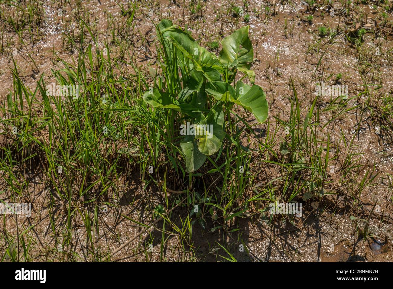 A Broad leaf arrowhead plant just emerging with large leaves in the mud at the wetlands with surrounding grasses on a bright sunny day in springtime Stock Photo