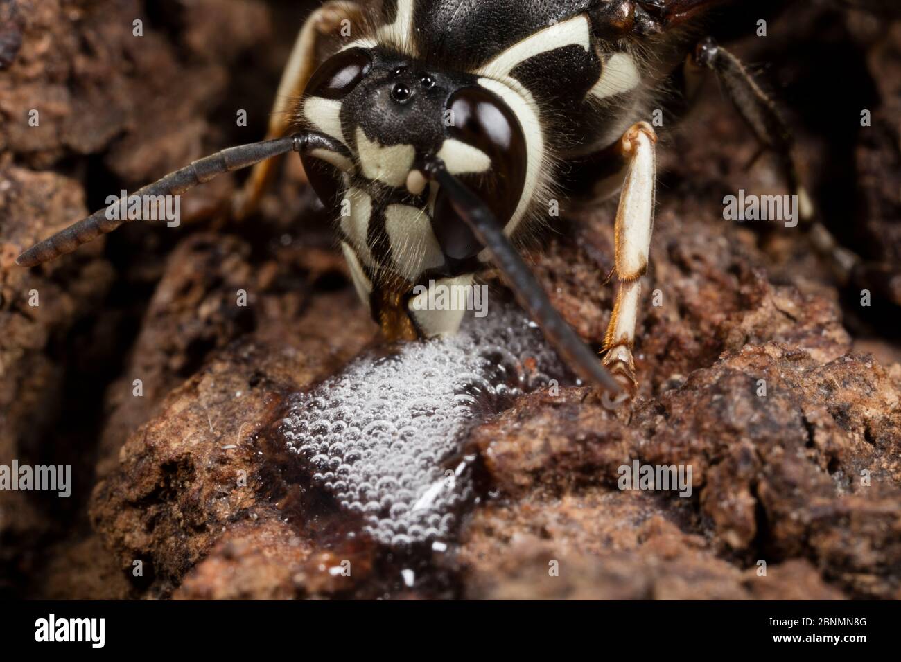 Bald-faced hornet (Dolichovespula maculata) worker feeding at alcohol flux - fermented sap- on white oak trunk (Quercus) Fort Washington State Park, P Stock Photo