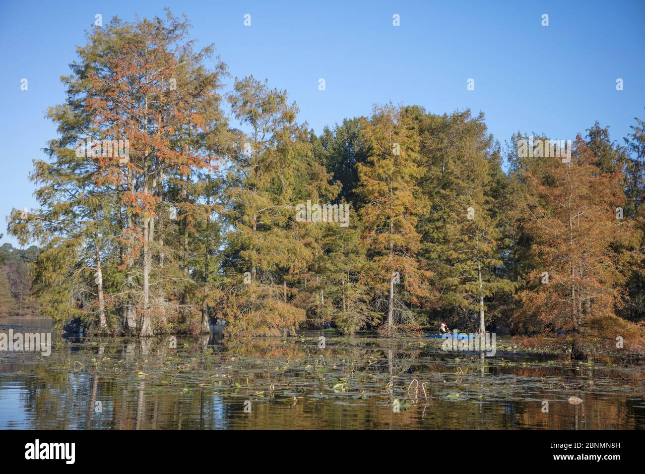 Bald Cypress in autumn   (Taxodium distichum) at north end of cypress range, DE, Trap Pond State Park Stock Photo