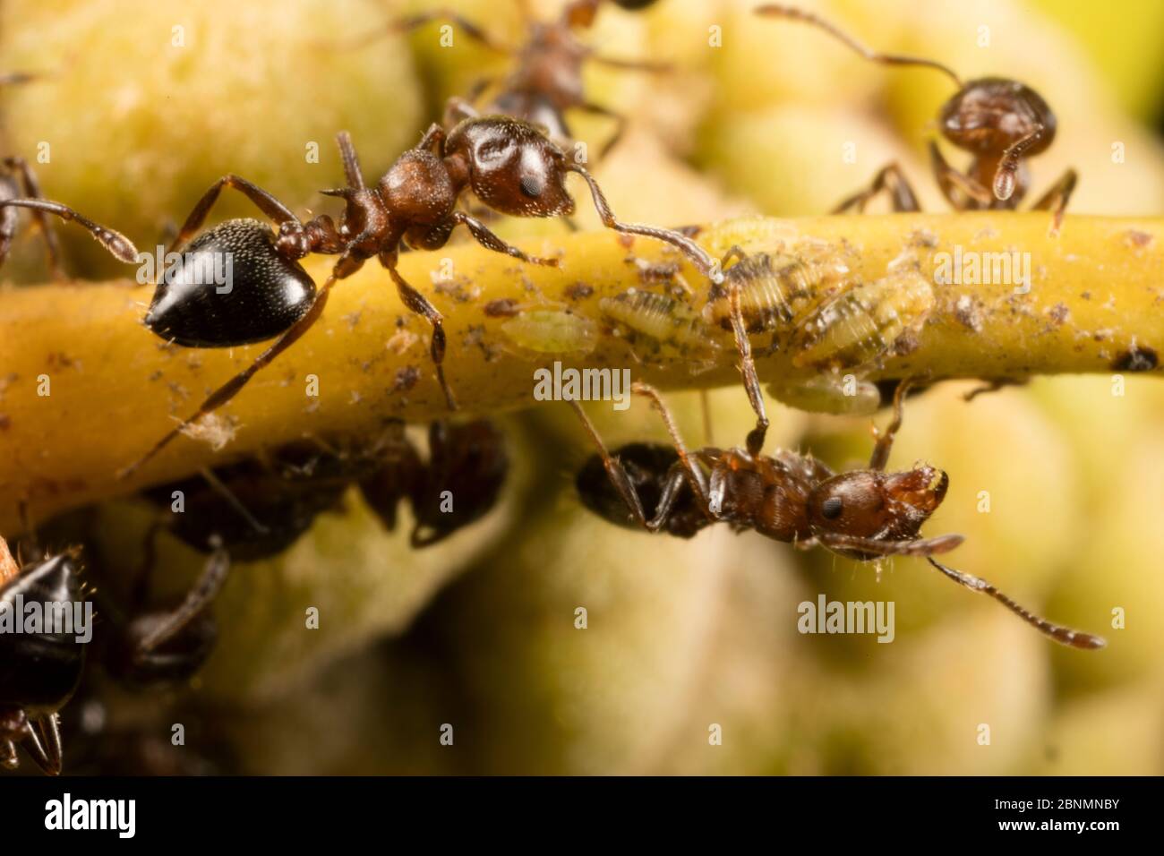 Acrobat ant (Crematogaster sp) tending aphids on white oak (Quercus sp) Washington State Park, Pennsylvania, USA September Stock Photo
