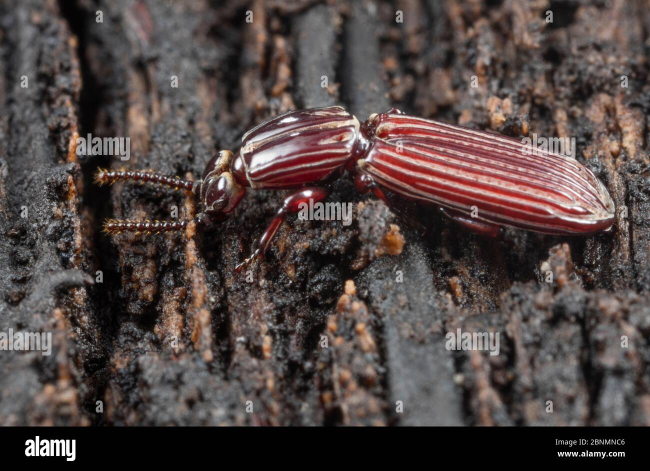 Wrinkled bark beetle (Clinidium sp) in rotten log, Washington State Park, Pennsylvania, USA August Stock Photo