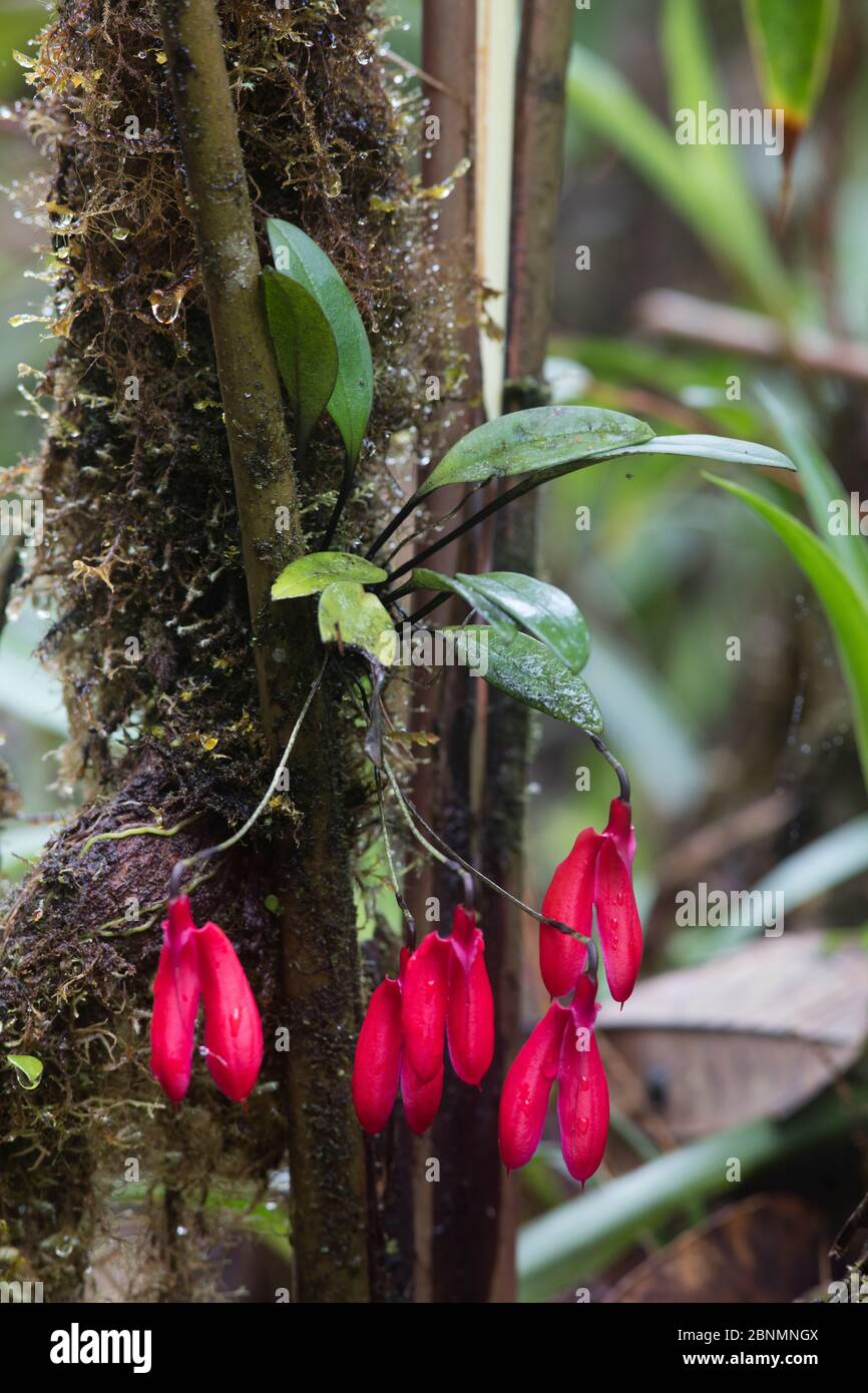 Orchid (Masdevallia) in flower, Province Zamora-Chinchipe, Tapichalaca Reserve, Ecuador Stock Photo