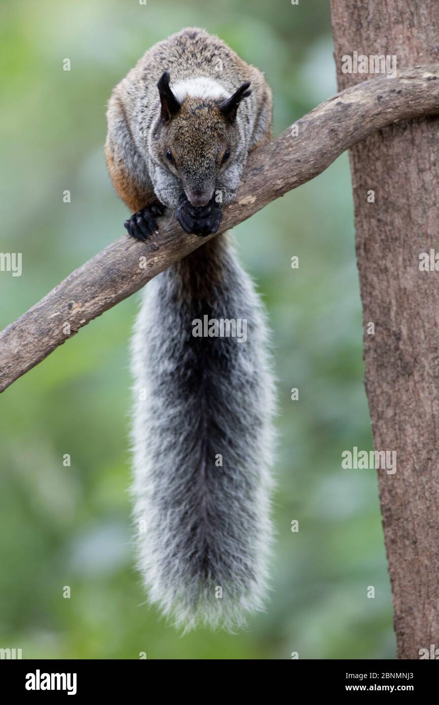 Guayaquil squirrel (Sciurus stamineus) Province Loja, Jorupe Biological Reserve, Ecuador Stock Photo