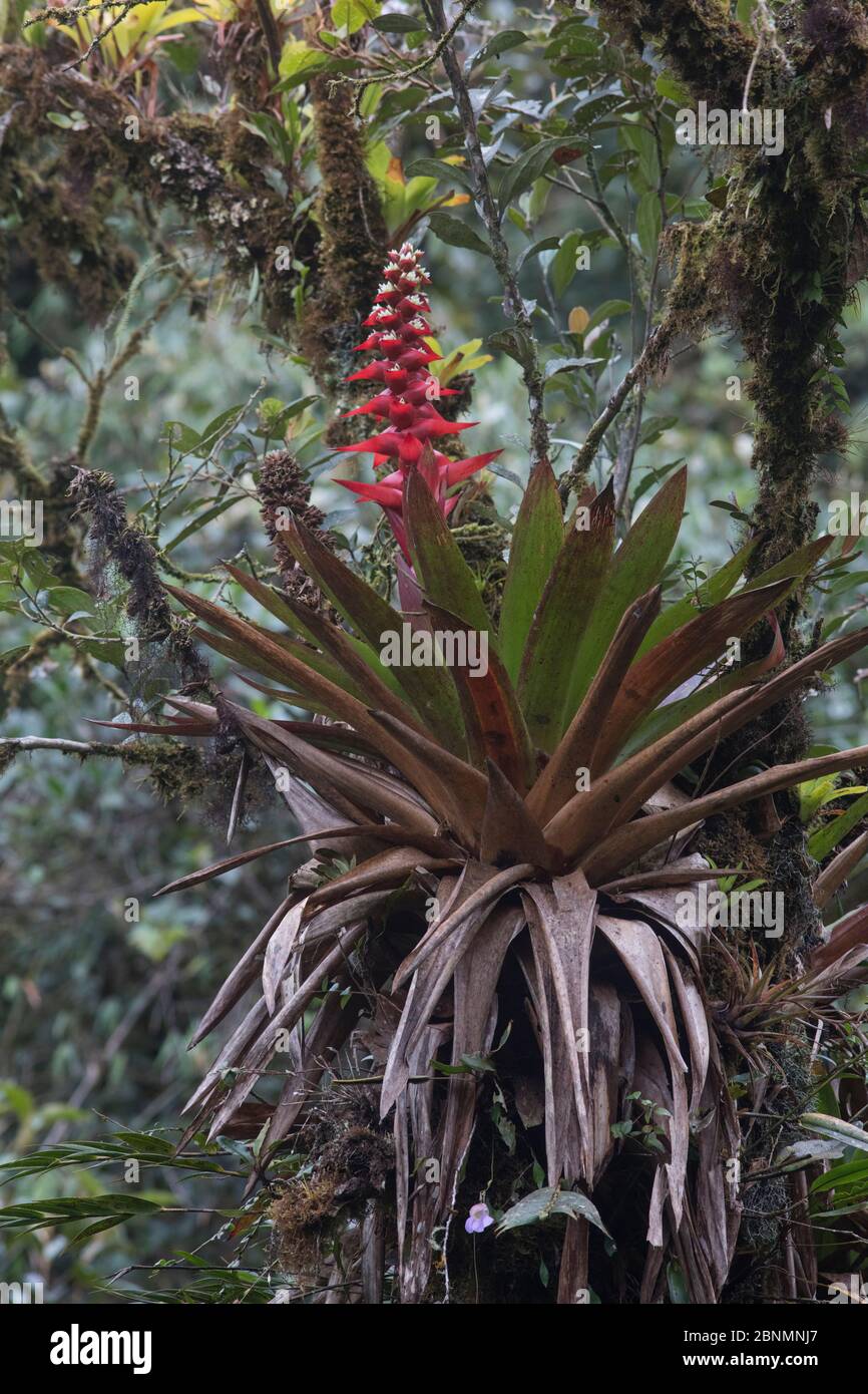 Bromeliad (Guzmania sp) Province Zamora-Chinchipe, Tapichalaca Biological Reserve, Ecuador Stock Photo