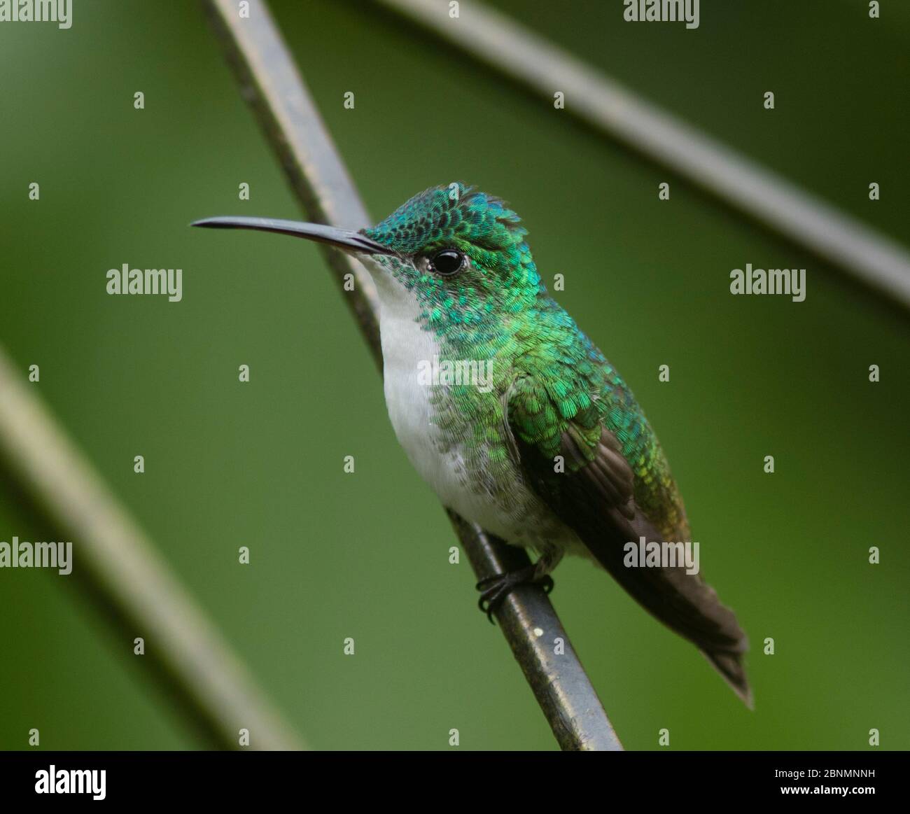 Andean emerald hummingbird (Amazilia franciae) Province El Oro, Buenaventura Biological Reserve, Ecuador, February Stock Photo