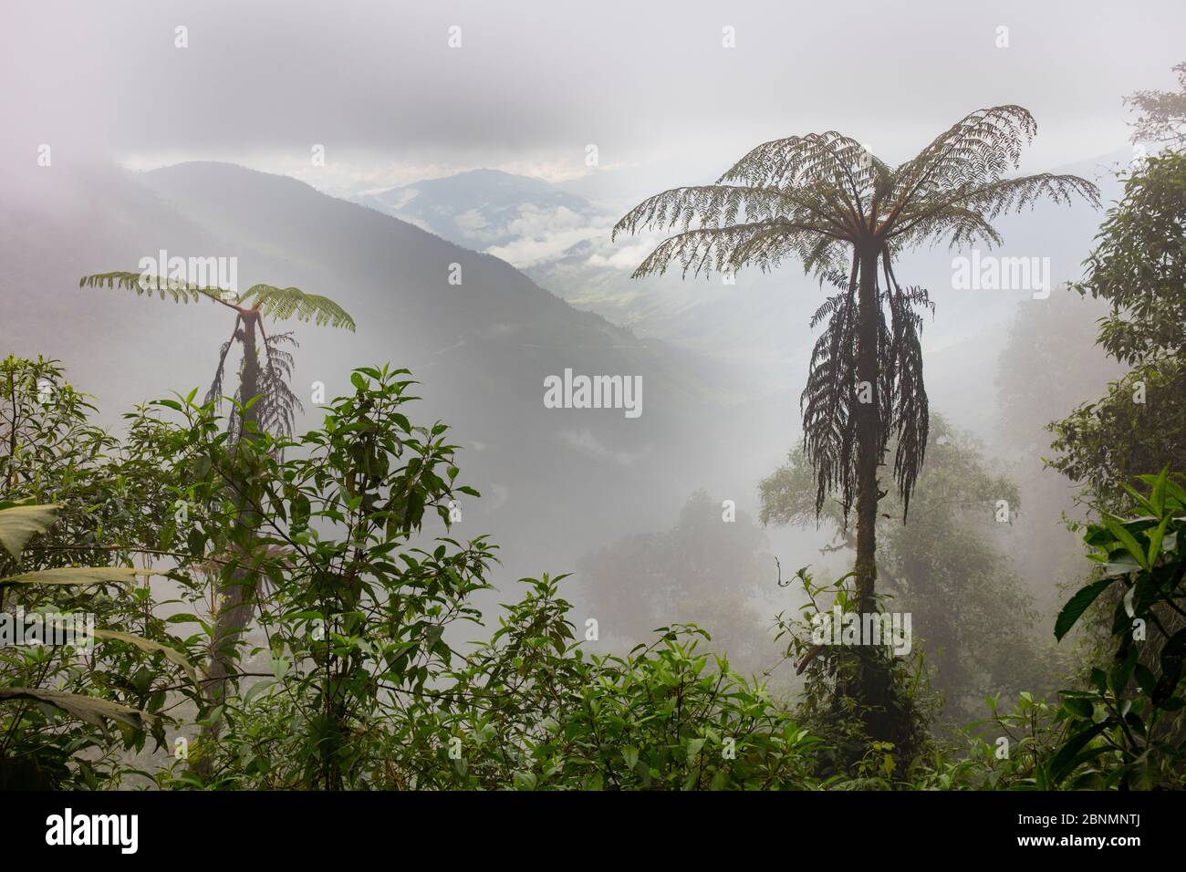 Tree ferns in cloud forest, Province Zamora-Chinchipe, Tapichalaca Biological Reserve, Ecuador, March Stock Photo