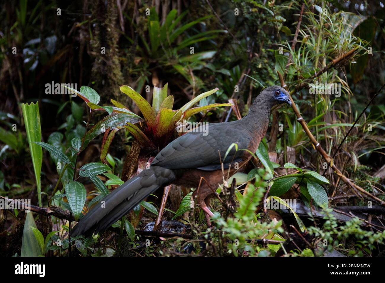 Sickle-winged guan (Chamaepetes goudotii) Province  Zamora-Chinchipe, Tapichalaca Biological Reserve, Ecuador, March Stock Photo