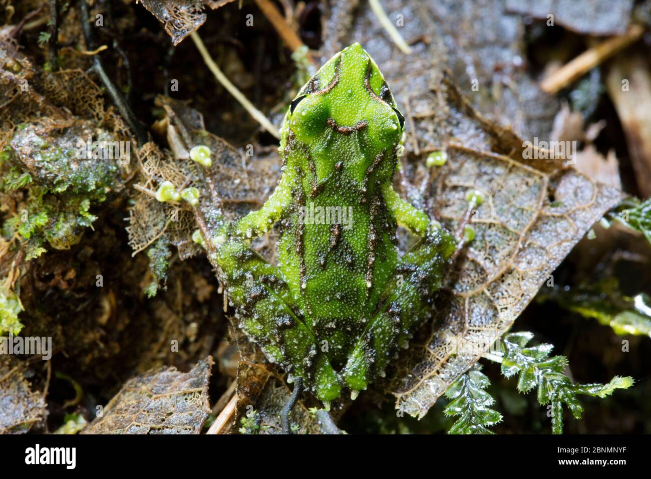 Espada's robber frog (Pristimantis galdi) Province Zamora-Chinchipe, Tapichalaca Biological Reserve, Ecuador Stock Photo