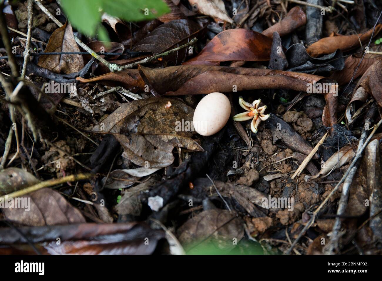 Common pauraque (Nyctidromus albicollis) nest on ground with single egg, Province Loja, Jorupe Biological Reserve, Ecuador, January Stock Photo