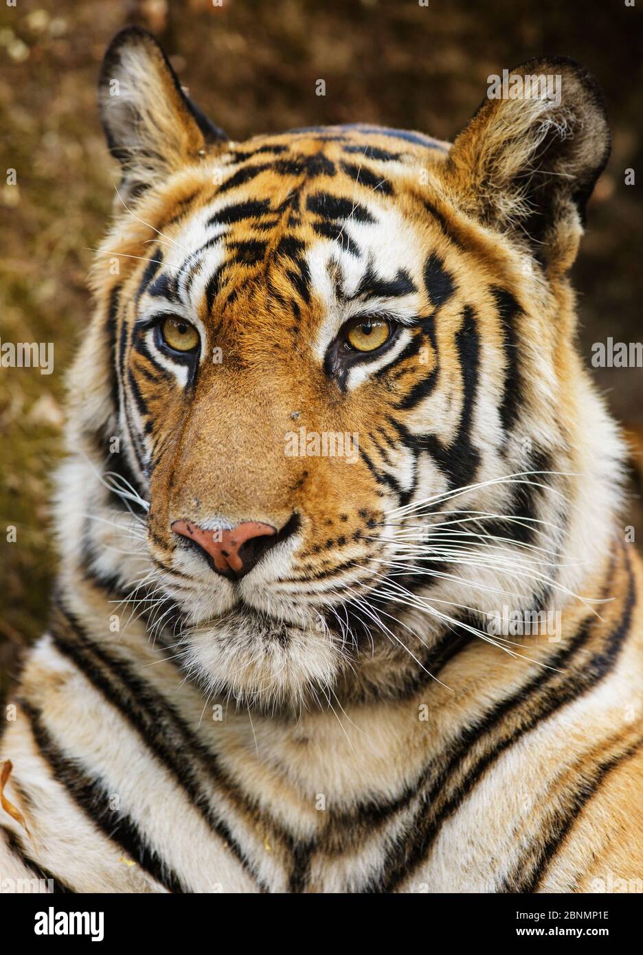 Bengal tiger (Panthera tigris tigris) female head portrait, Bandhavgarh ...