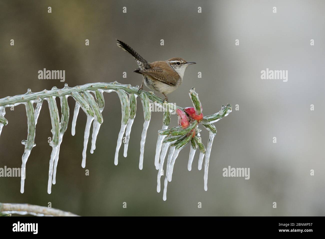 Bewick's wren (Thryomanes bewickii), adult perched on icy branch of Christmas cholla (Cylindropuntia leptocaulis), Hill Country, Texas, USA. January Stock Photo
