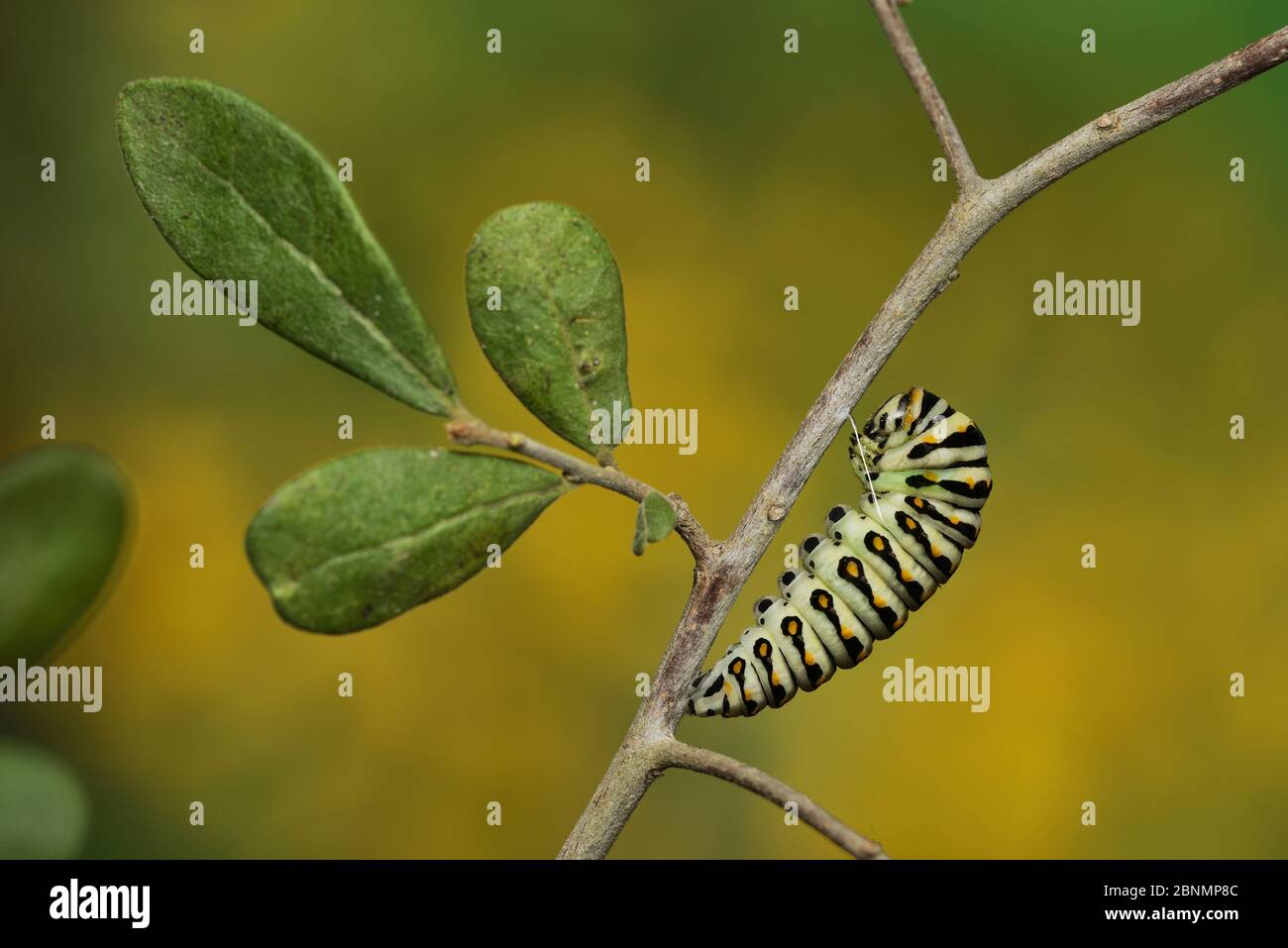 Black swallowtail butterfly (Papilio polyxenes), caterpillar pupating into chrysalis,  , Hill Country, Texas, USA.Sequence 1 of 11. October Stock Photo