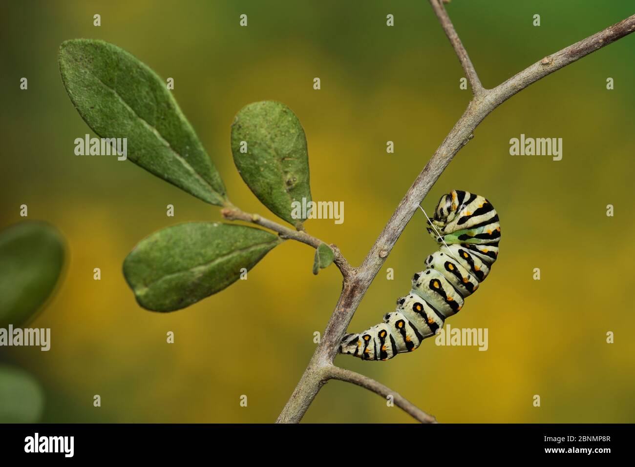 Black swallowtail butterfly (Papilio polyxenes), caterpillar pupating into chrysalis,  , Hill Country, Texas, USA.Sequence 2 of 11. October Stock Photo