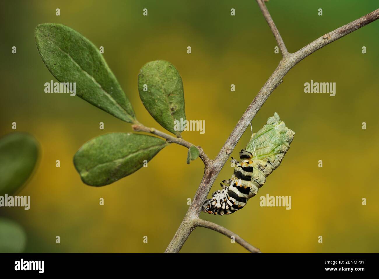 Black swallowtail butterfly (Papilio polyxenes), caterpillar pupating into chrysalis,  , Hill Country, Texas, USA. Sequence 6 of 11. October Stock Photo