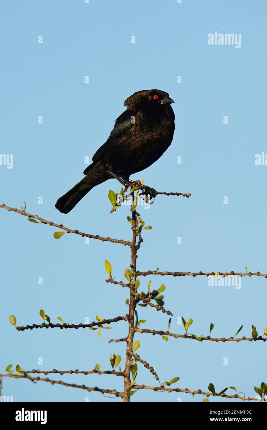 Bronzed Cowbird (Molothrus aeneus), male displaying, Rio Grande Valley, South Texas, Texas, USA. May Stock Photo