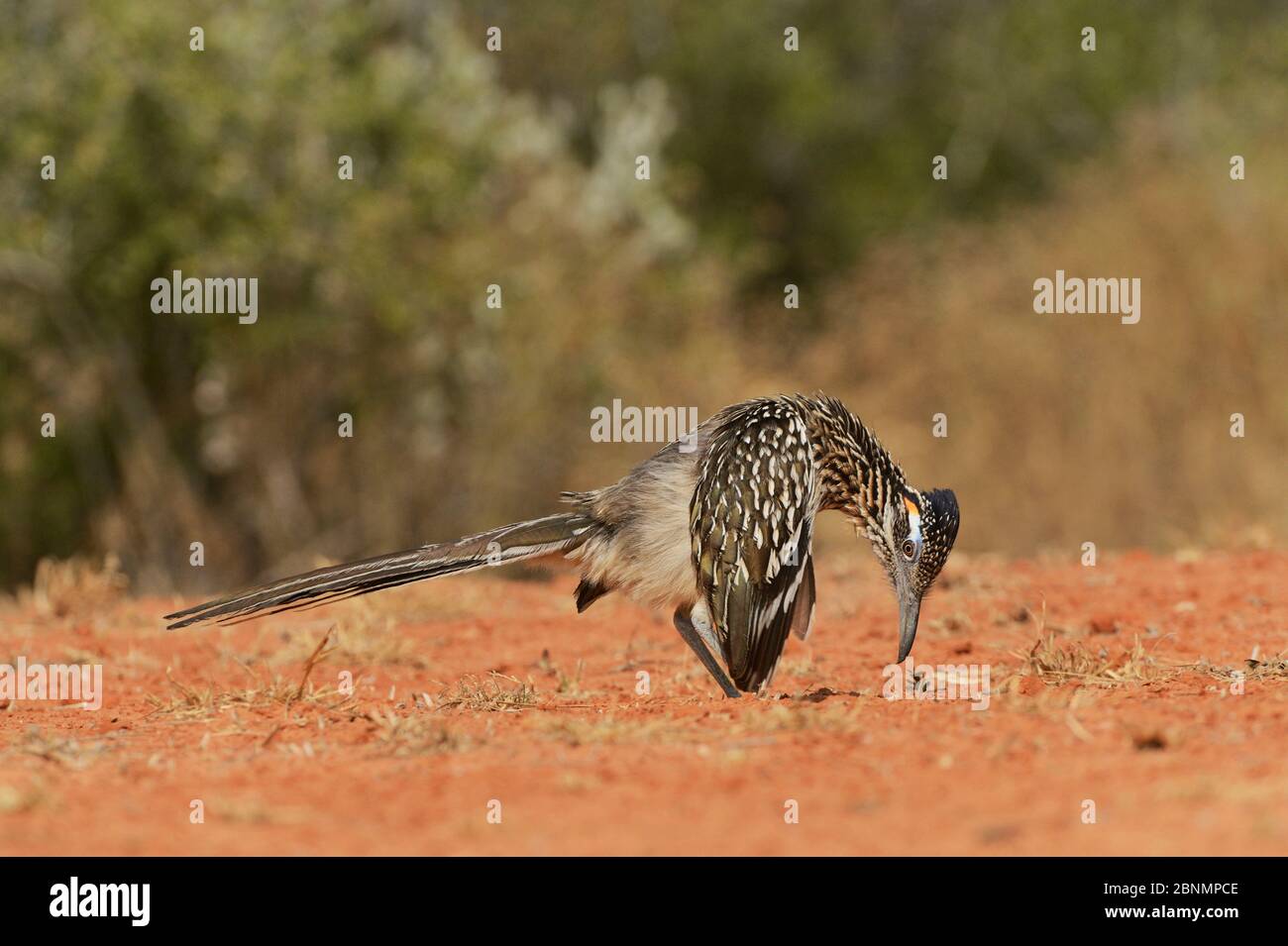 Greater roadrunner (Geococcyx californianus), adult displaying, Rio Grande Valley, South Texas, Texas, USA. May Stock Photo