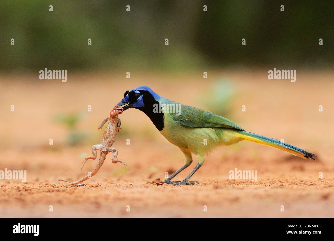 Green Jay Cyanocorax Yncas Adult With Lizard Prey Rio Grande Valley South Texas Texas Usa May Stock Photo Alamy