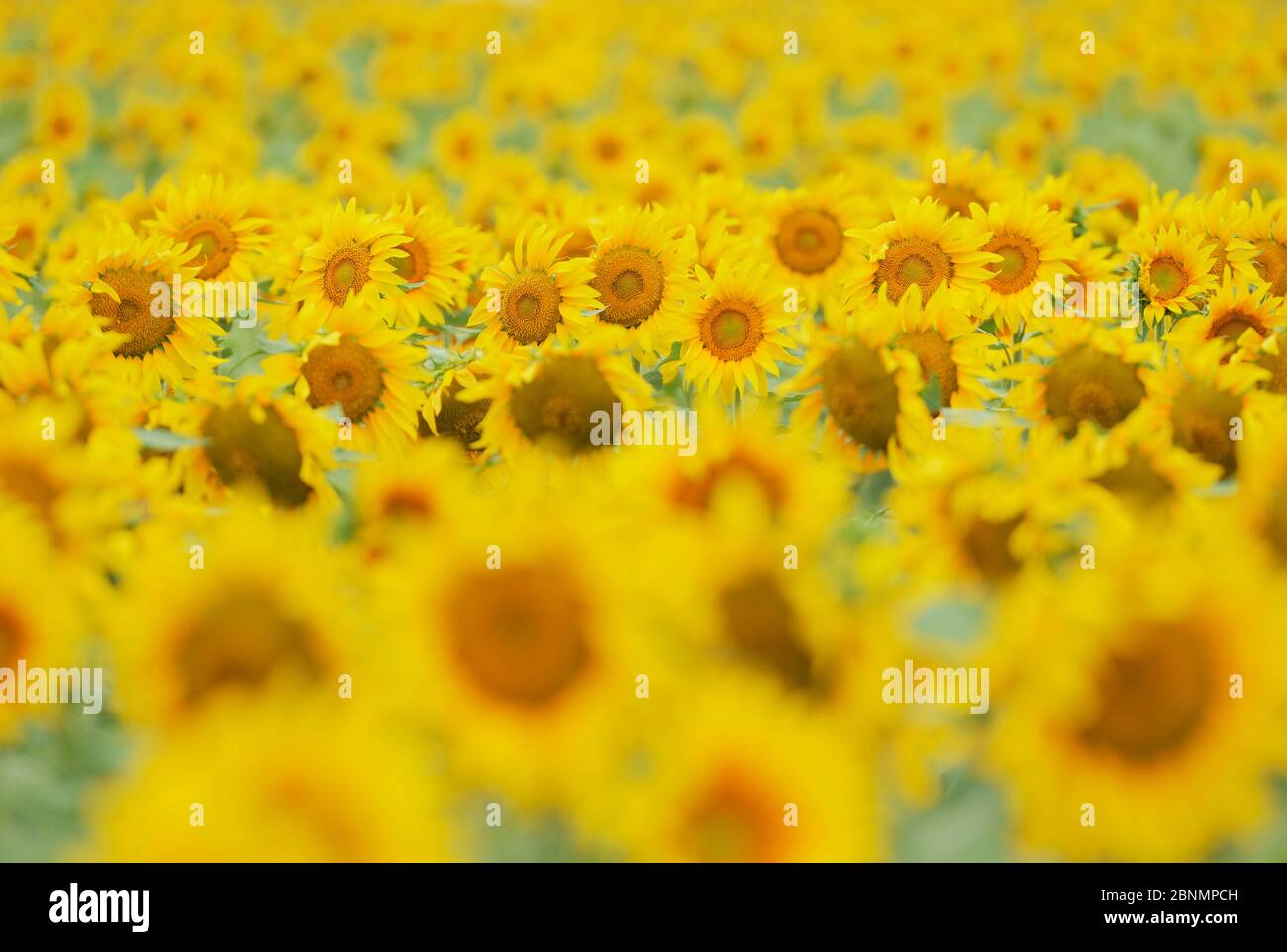 Common sunflower (Helianthus annus), field in bloom, Texas, USA. May