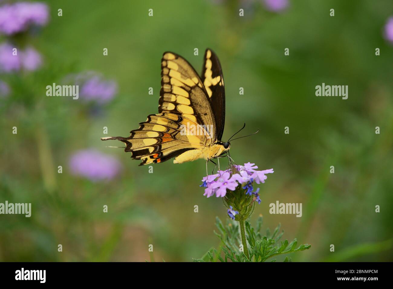 Giant swallowtail butterfly (Papilio cresphontes), adult feeding on Prairie Verbena (Glandularia bipinnatifida), Hill Country, Texas, USA. April Stock Photo