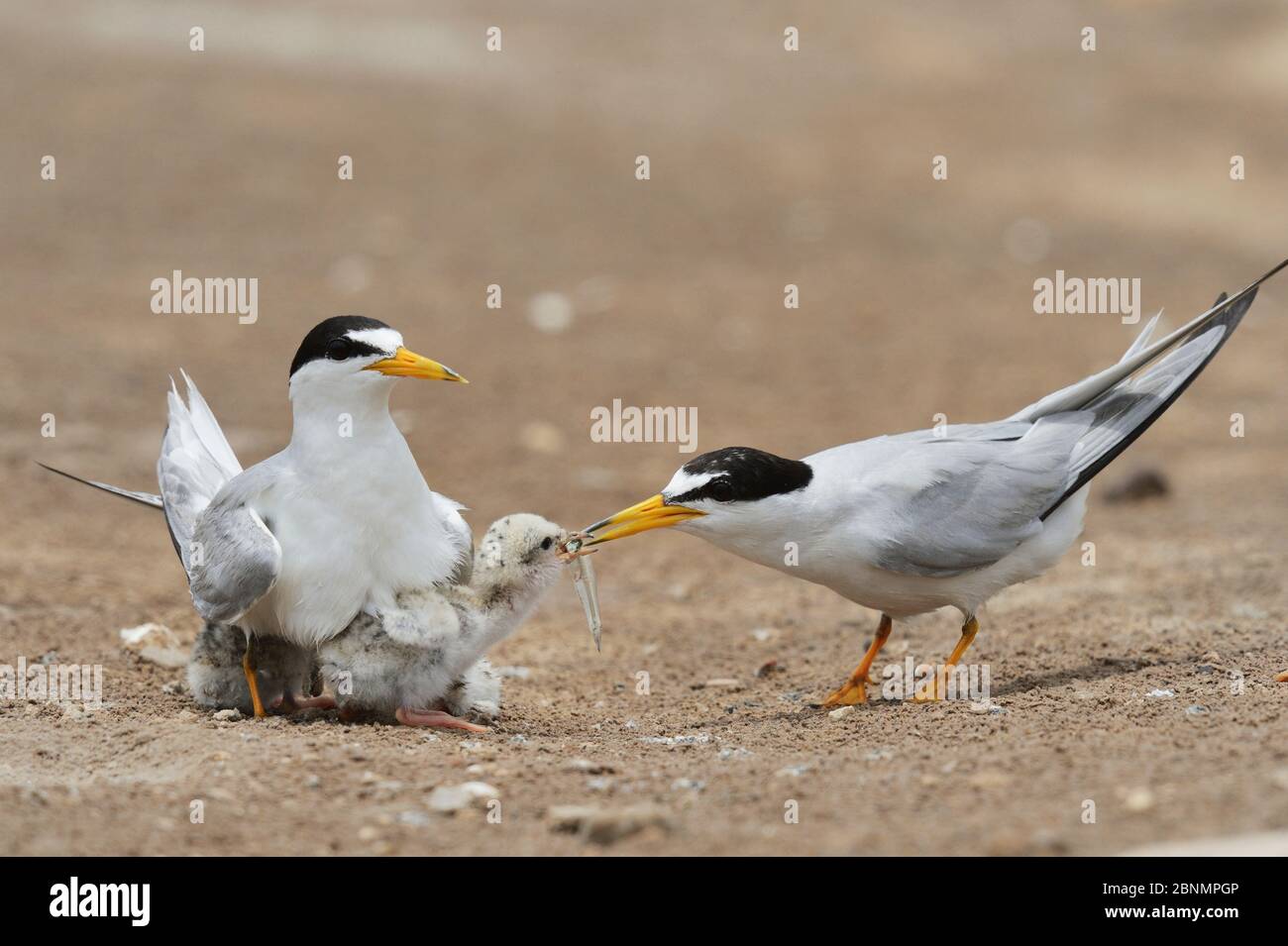 Least tern (Sterna antillarum), adult feeding newly hatched young with fish prey, Port Isabel, Laguna Madre, South Padre Island, Texas, USA. June Stock Photo