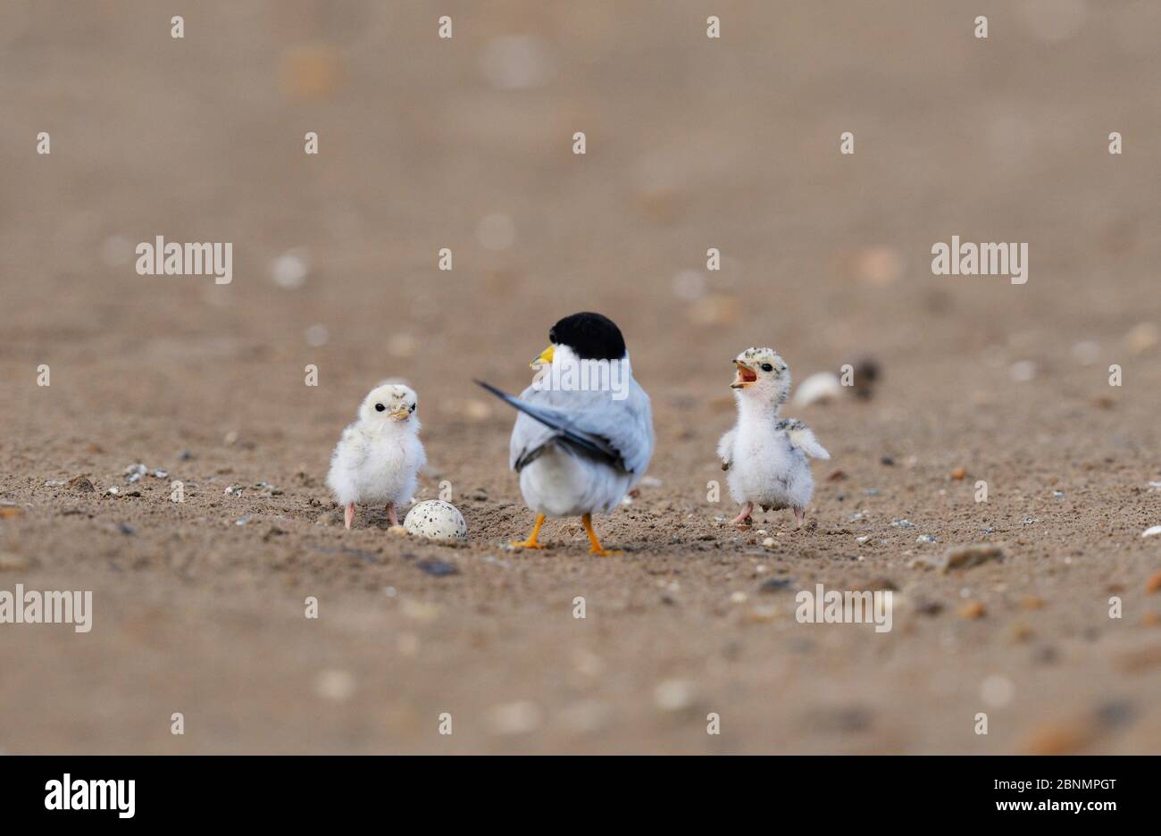 Least tern (Sterna antillarum), adult with newly hatched young, Port Isabel, Laguna Madre, South Padre Island, Texas, USA. June Stock Photo
