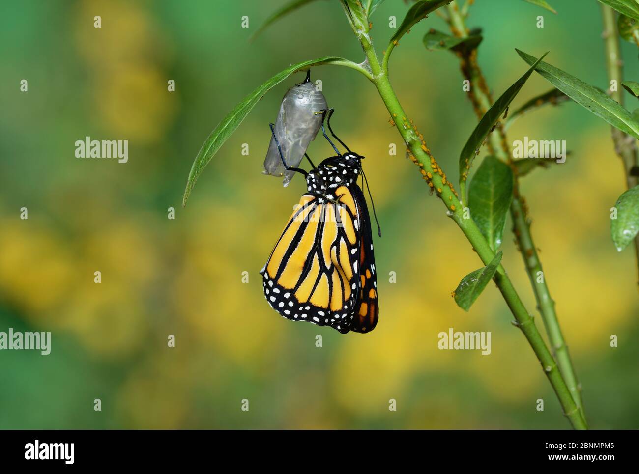 Monarch (Danaus plexippus), butterfly emerging from chrysalis on Tropical milkweed (Asclepias