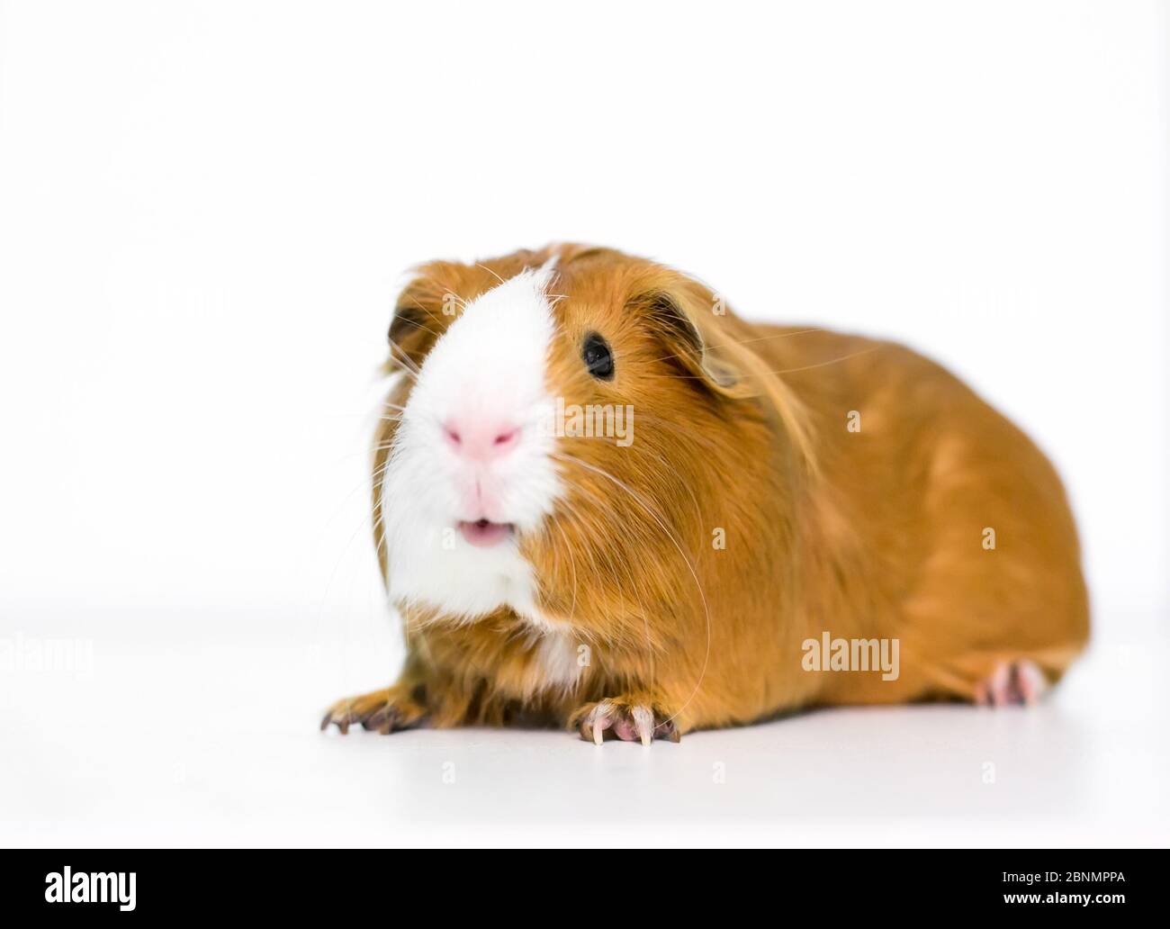 A red and white domestic Guinea Pig on a white background Stock Photo