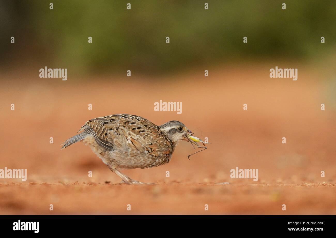 Northern bobwhite (Colinus virginianus), young eating grasshopper prey, Rio Grande Valley, South Texas, Texas, USA. June Stock Photo