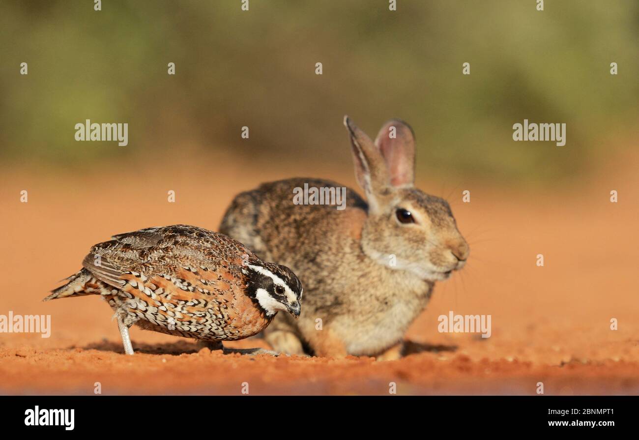 Northern bobwhite (Colinus virginianus), male feeding next to Eastern cottontail rabbit (Sylvilagus floridanus), Rio Grande Valley, South Texas, Texas Stock Photo