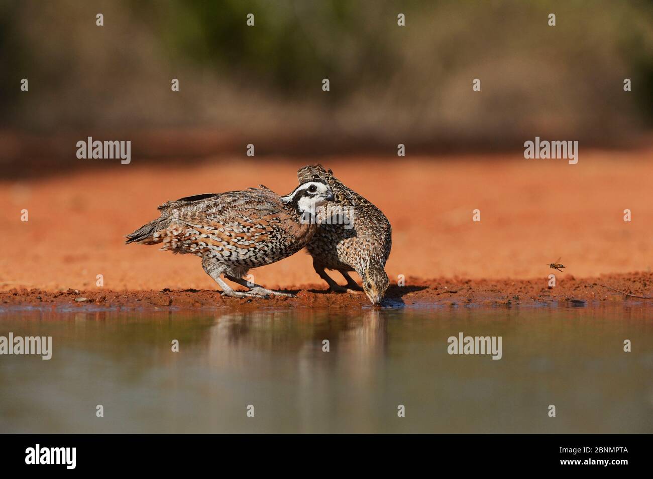 Northern bobwhite (Colinus virginianus), pair drinking at pond, Rio Grande Valley, South Texas, Texas, USA. June Stock Photo