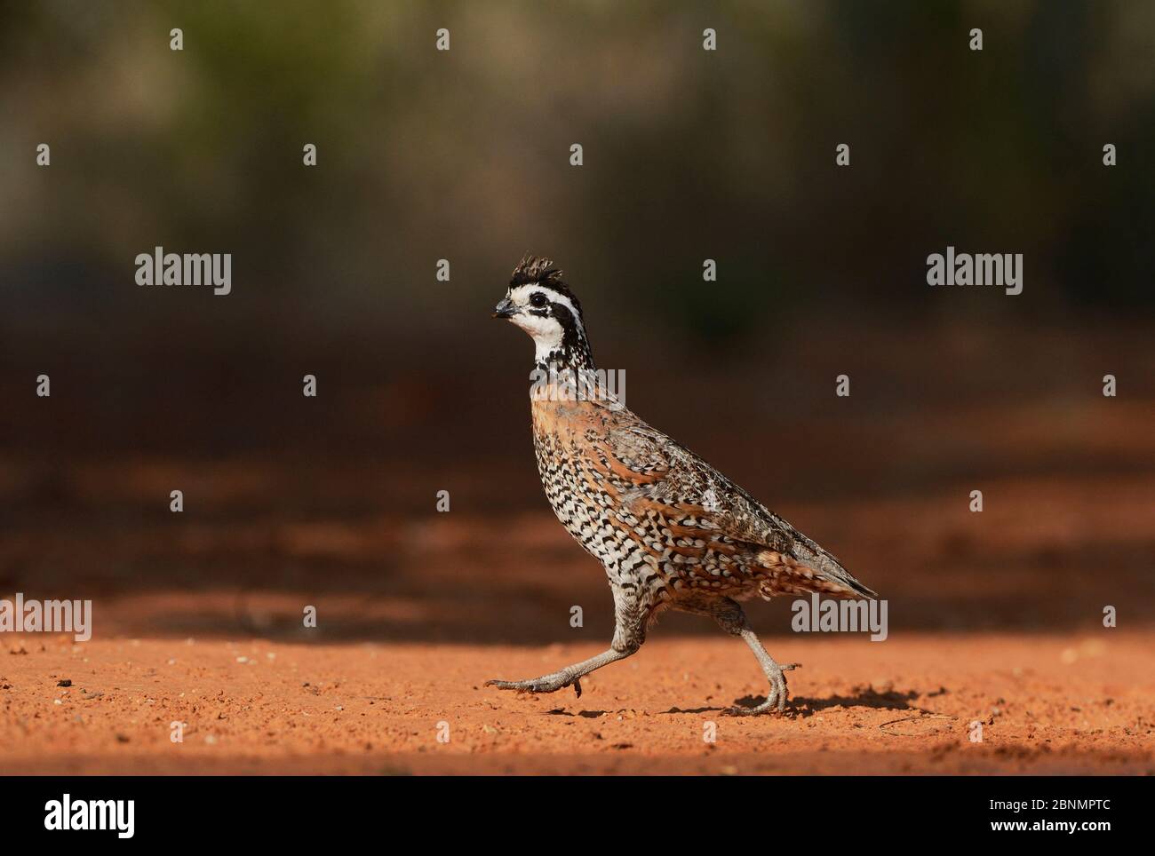 Northern bobwhite (Colinus virginianus), male running, Rio Grande Valley, South Texas, Texas, USA. June Stock Photo