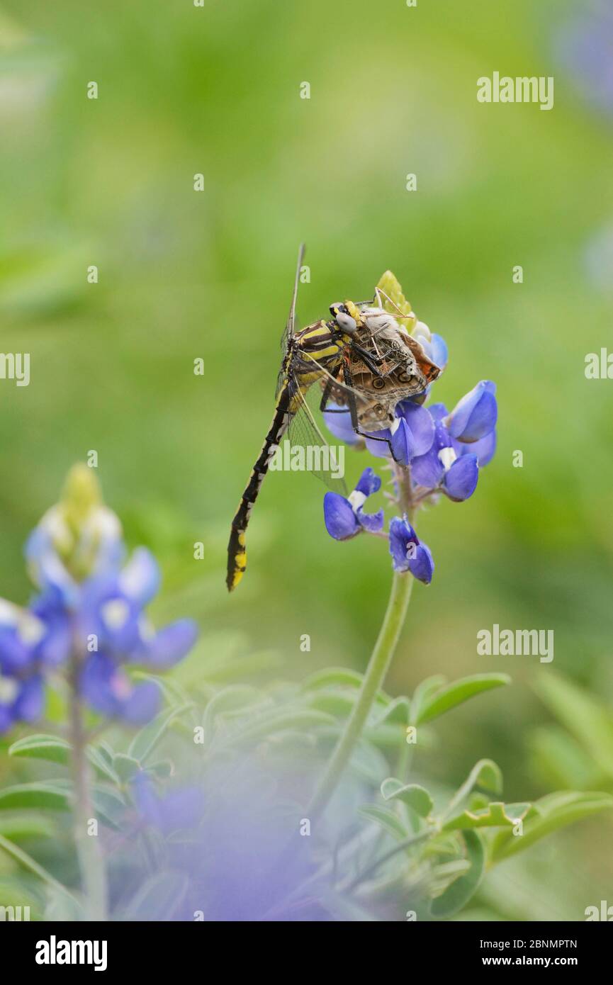Plains Clubtail (Gomphus externus), adult perched on Texas Bluebonnet (Lupinus texensis) with butterfly prey, Texas, USA. April Stock Photo
