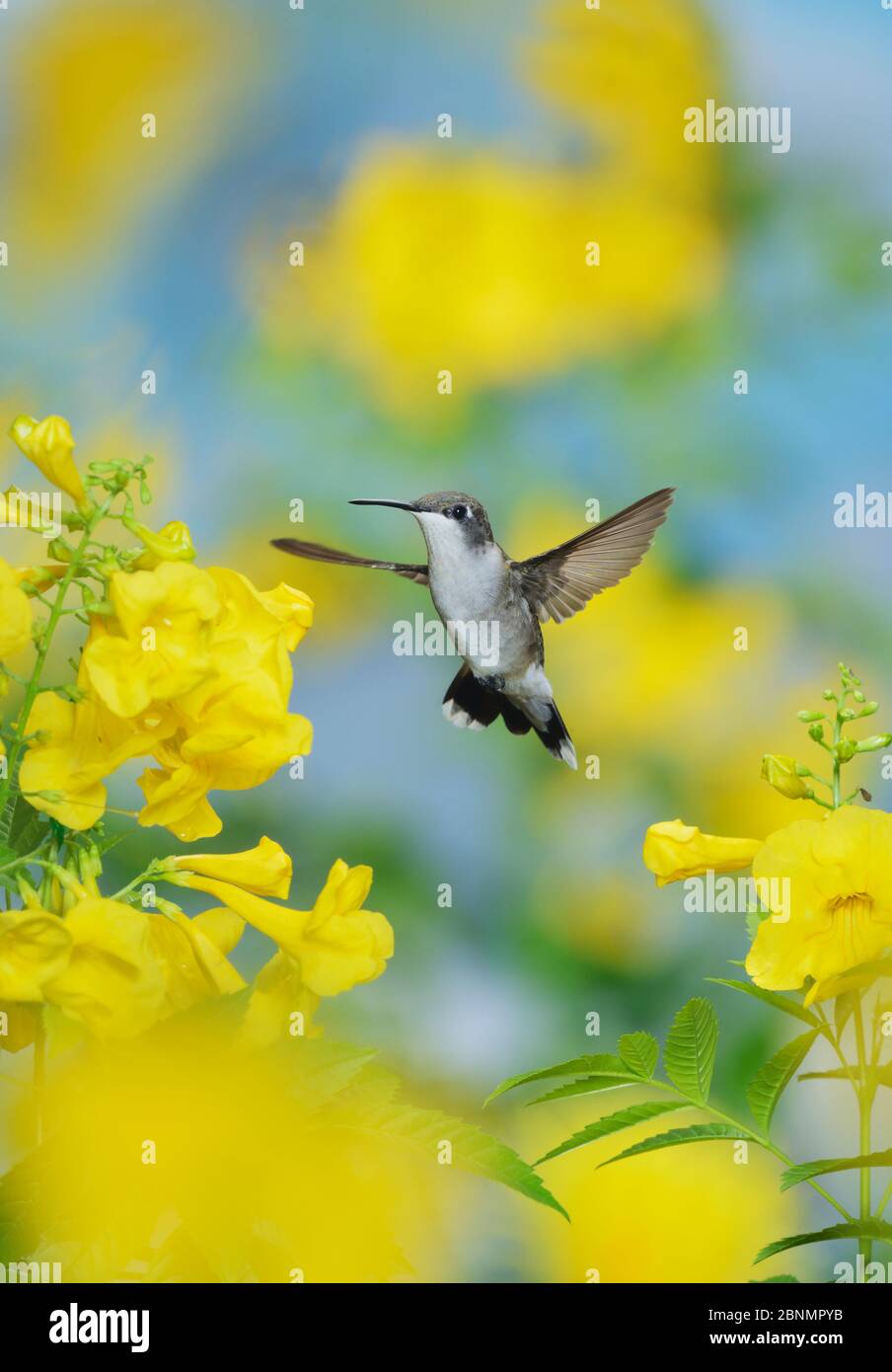 Ruby-throated hummingbird (Archilochus colubris), female in flight feeding on Yellow bells (Tecoma stans) flower, Hill Country, Texas, USA. September Stock Photo