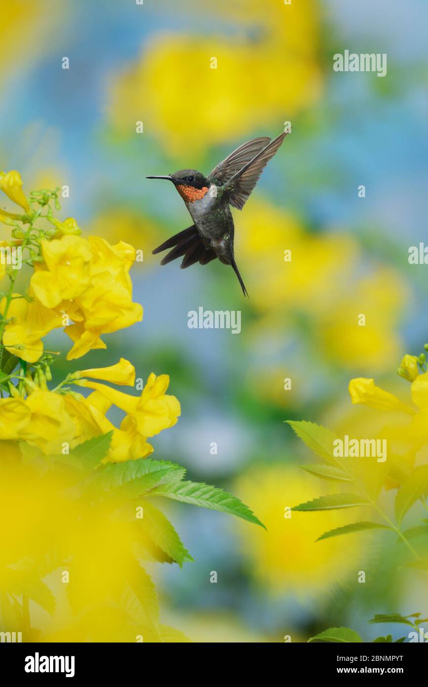 Ruby-throated hummingbird (Archilochus colubris), male in flight feeding on Yellow bells (Tecoma stans) flower, Hill Country, Texas, USA. September Stock Photo