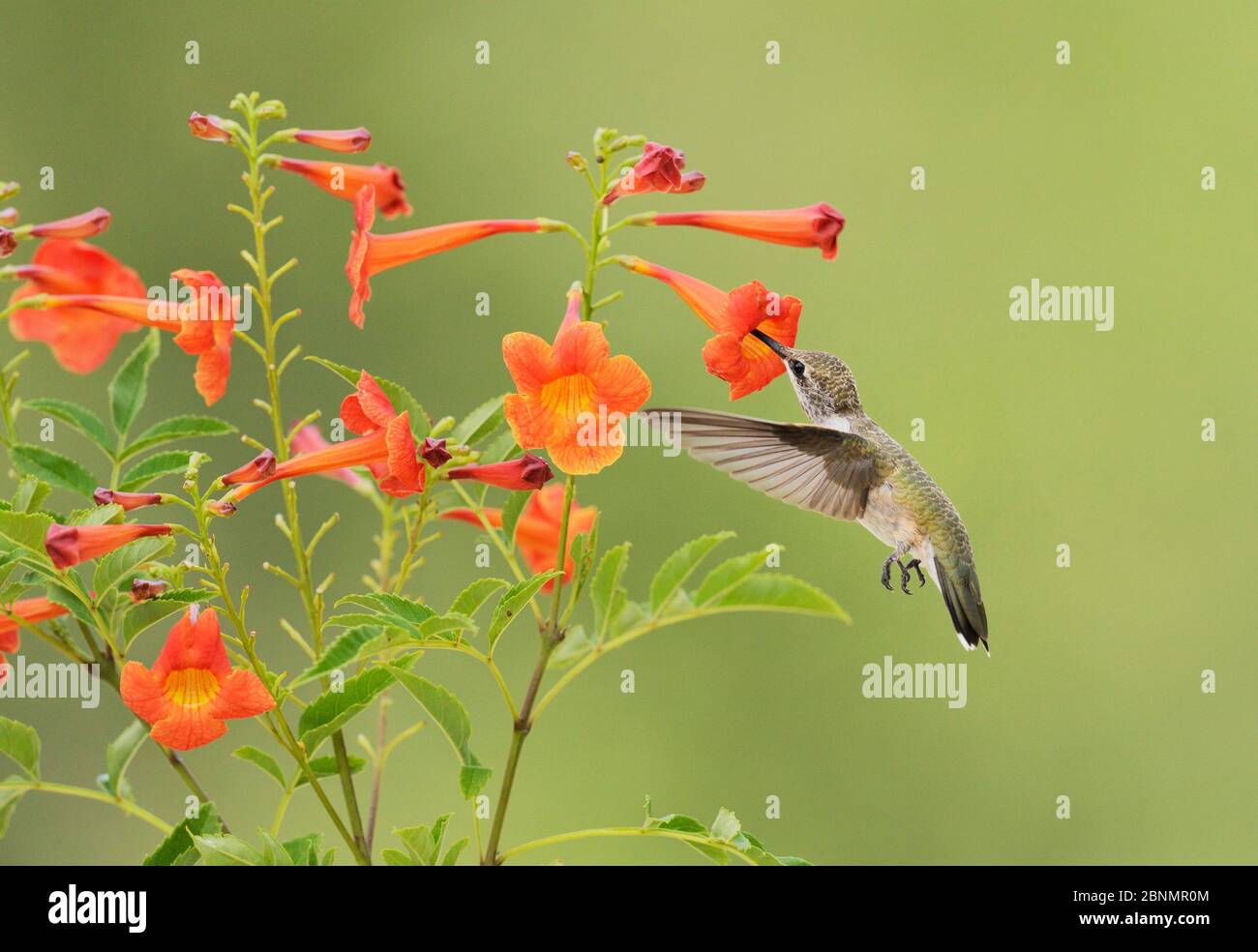 Ruby-throated hummingbird (Archilochus colubris), female in flight feeding on Yellow bells (Tecoma stans) flower, Hill Country, Texas, USA. August Stock Photo