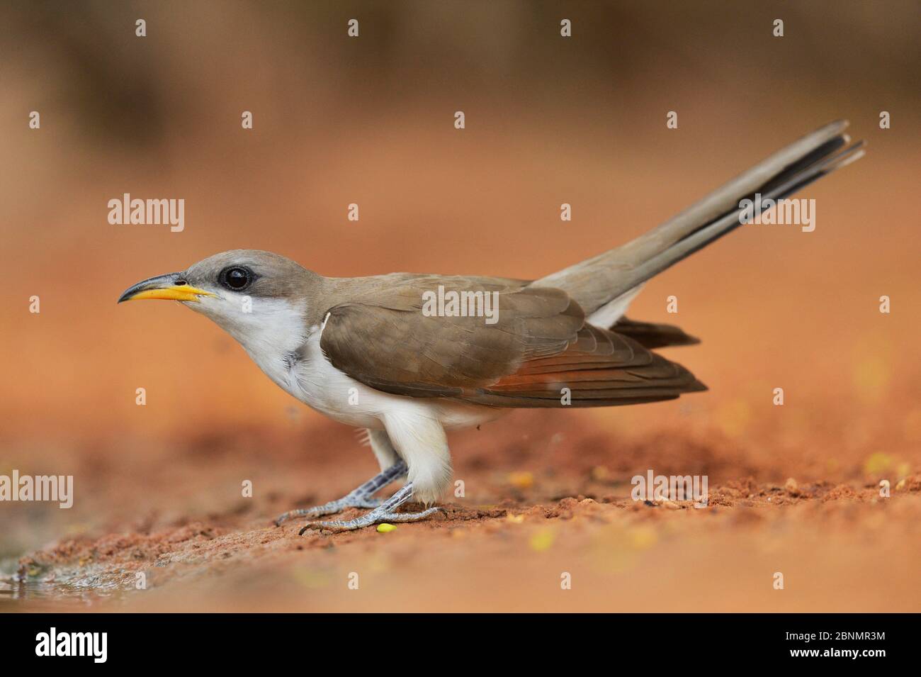 Yellow-billed cuckoo (Coccyzus americanus), adult, Rio Grande Valley, South Texas, Texas, USA. June Stock Photo