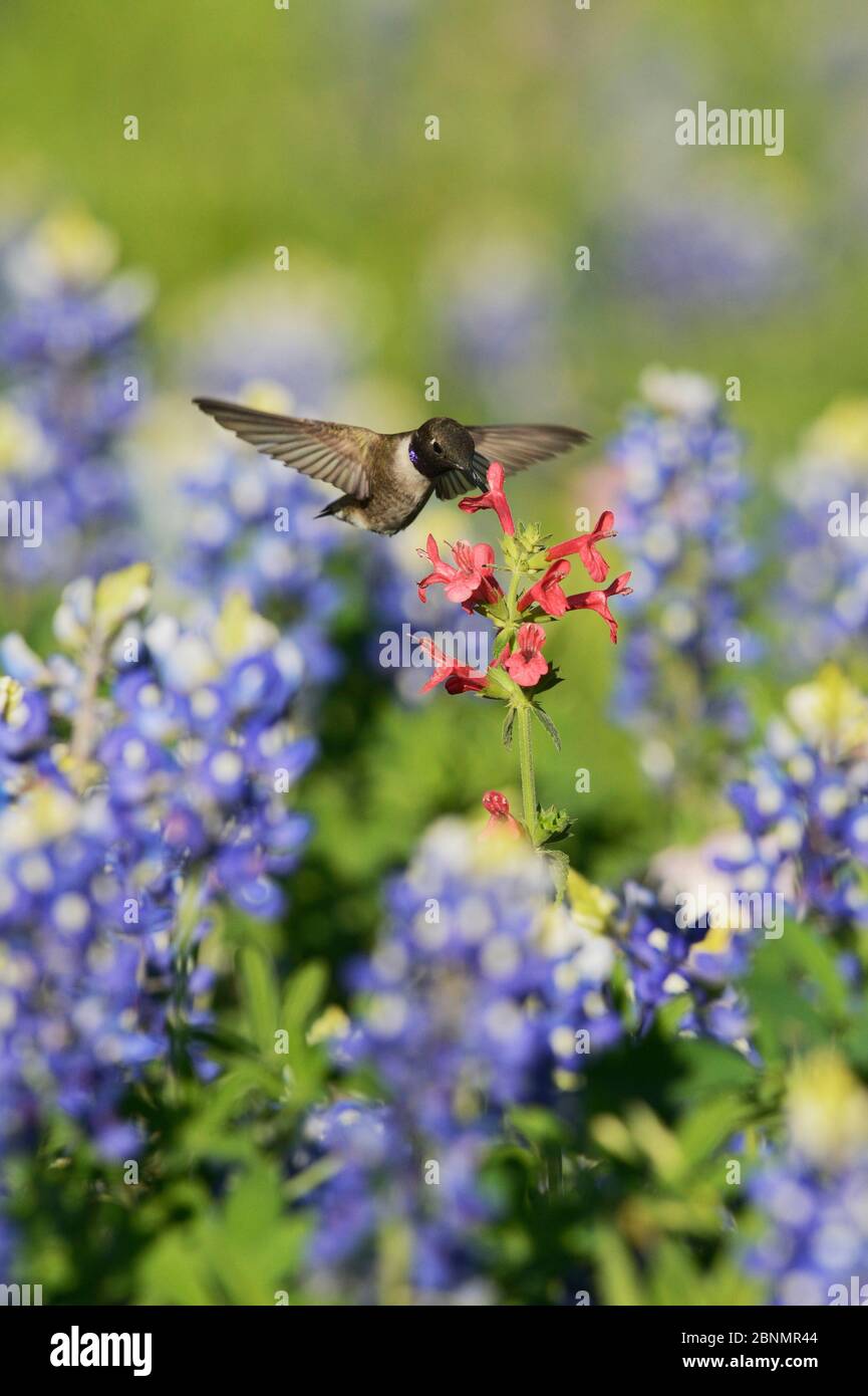 Black-chinned hummingbird (Archilochus alexandri), adult male feeding on blooming Scarlet betony (Stachys coccinea) among Texas Bluebonnet (Lupinus te Stock Photo