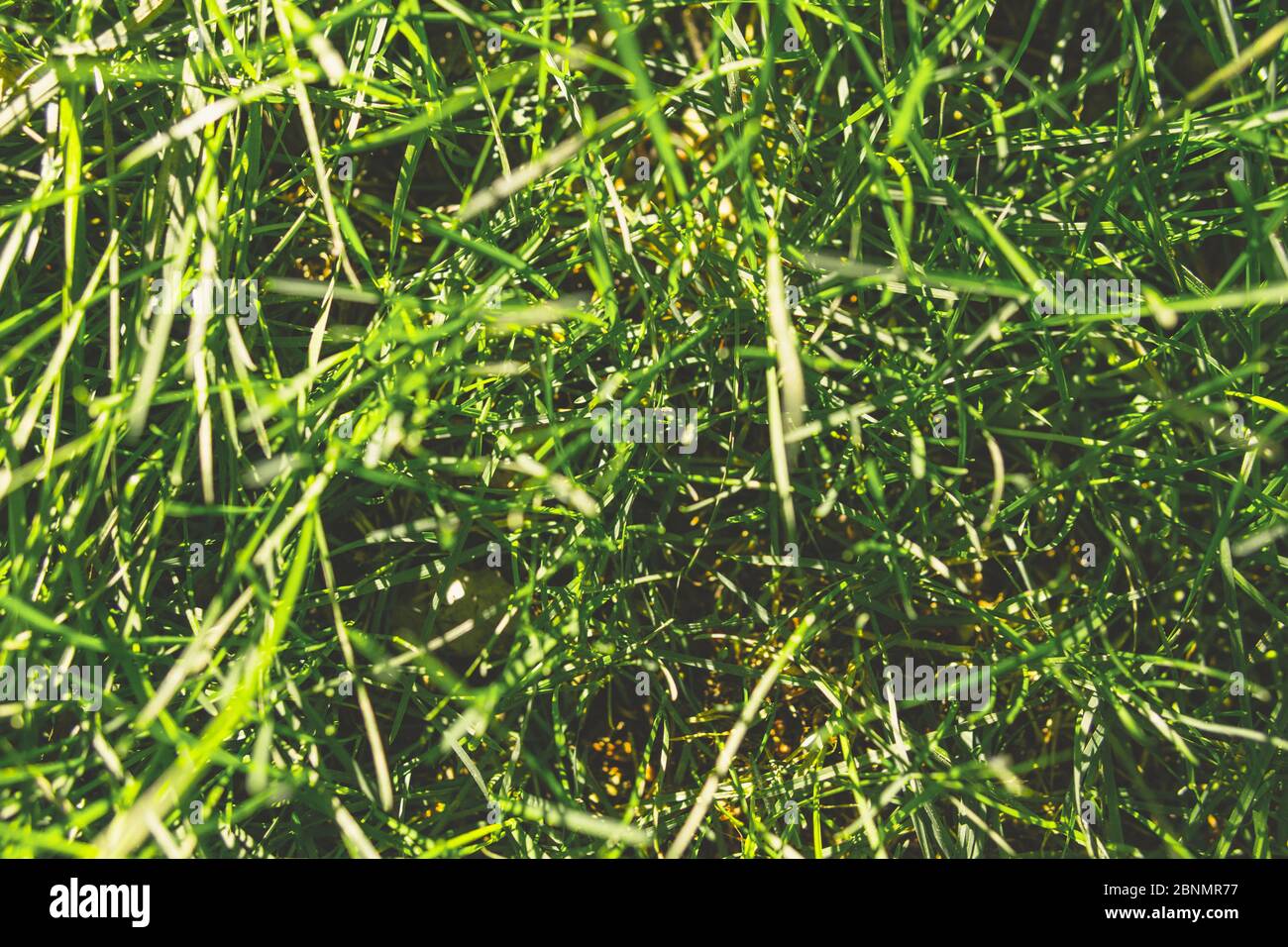 Spring green grass Under the bright sun. natural backgrounds Stock Photo