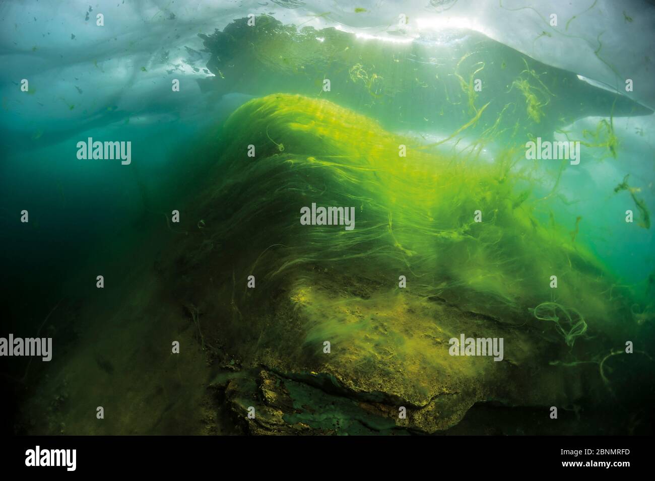 Thallus of filamentous algae (Spiragira and Ulothrix) under Ice, Lake Baikal, Siberia, Russia. Stock Photo