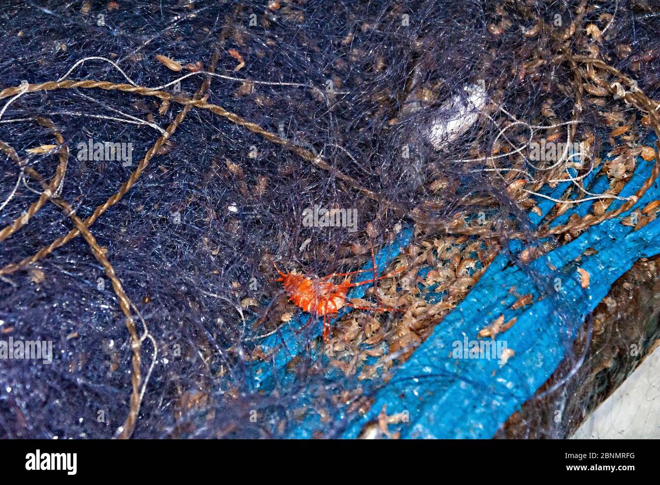 Amphipods in fishing nets, Lake Baikal, Siberia, Russia. Stock Photo